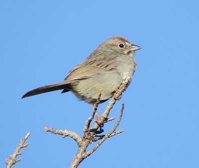 Rufous-Crowned Sparrow