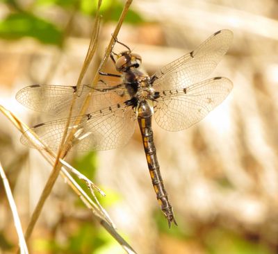 Dot-Winged Baskettail