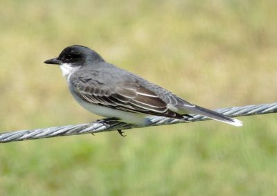 Eastern Kingbird