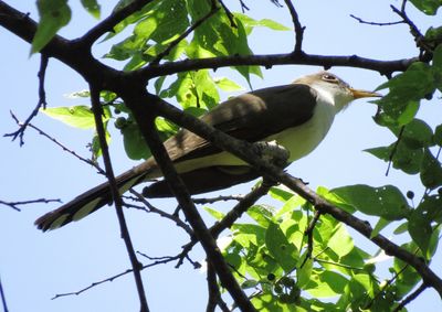 Yellow-Billed Cuckoo