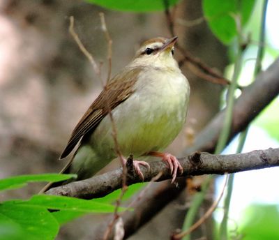 Swainson's Warbler