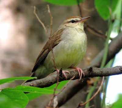 Swainson's Warbler