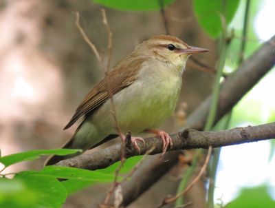 Swainson's Warbler
