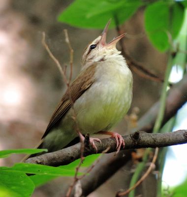 Swainson's Warbler