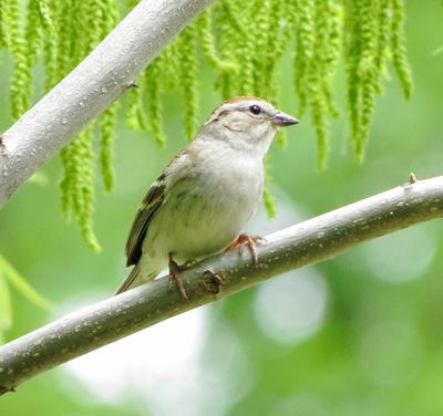 Chipping Sparrow