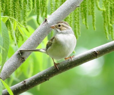 Clay-Colored Sparrow