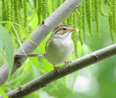 Clay-Colored Sparrow