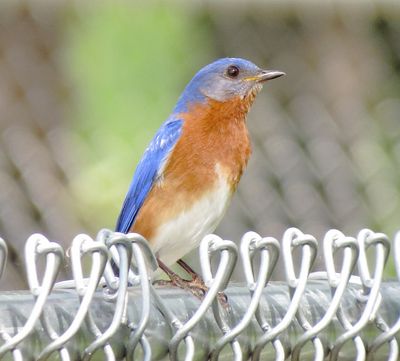 Eastern Bluebird