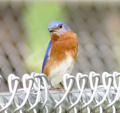 Eastern Bluebird