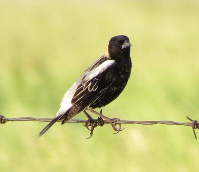 Bobolink