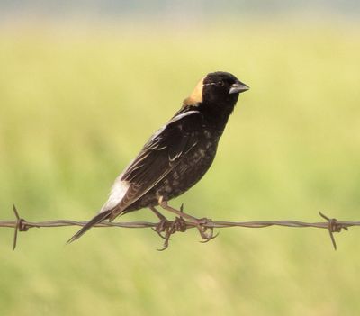 Bobolink