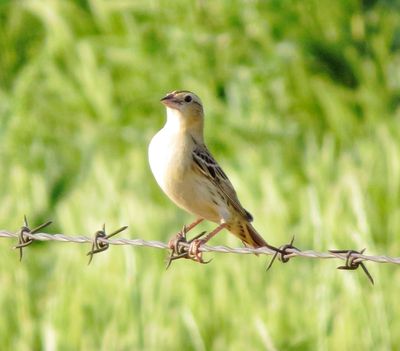 Bobolink
