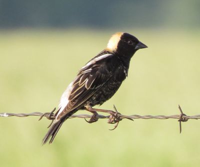 Bobolink