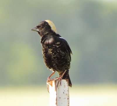 Bobolink