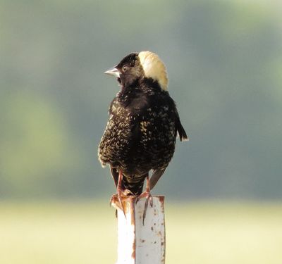 Bobolink