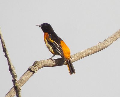 Baltimore Oriole