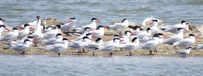 Caspian Tern
