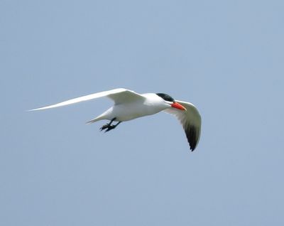 Caspian Tern