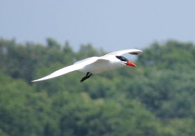 Caspian Tern
