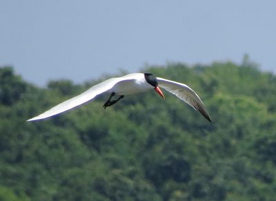 Caspian Tern