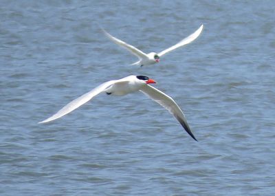 Caspian Tern