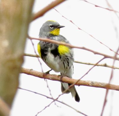 Audubon's Warbler