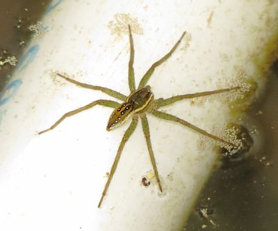 Six-Spotted Fishing Spider