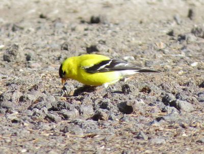 American Goldfinch