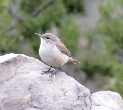 Rock Wren