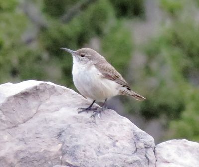 Rock Wren