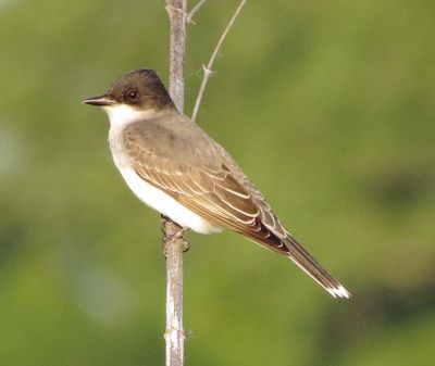 Eastern Kingbird