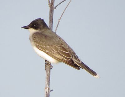 Eastern Kingbird