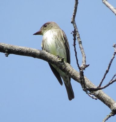 Olive-Sided Flycatcher