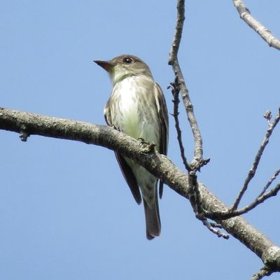 Olive-Sided Flycatcher