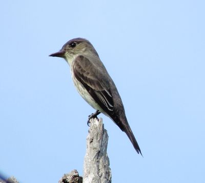 Olive-Sided Flycatcher