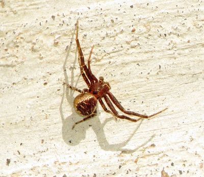 Crab Spider Species