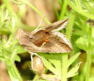 Celery Looper Moth