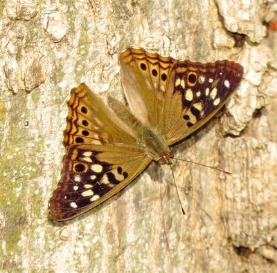 Hackberry Emperor
