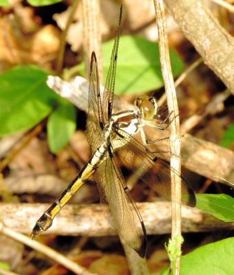 Great Blue Skimmer