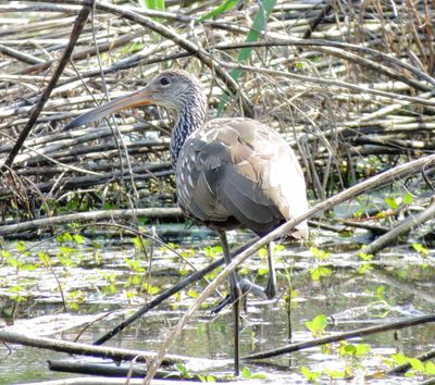Limpkin