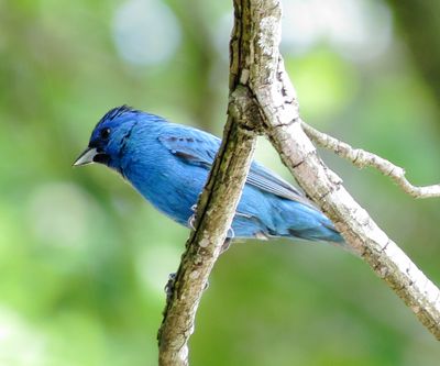 Indigo Bunting
