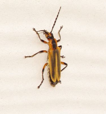 Margined Leatherwing Beetle