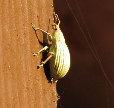 Golden-Headed Weevil
