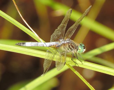 Blue Dasher