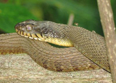 Plain-Bellied Watersnake