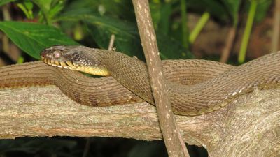 Plain-Bellied Watersnake