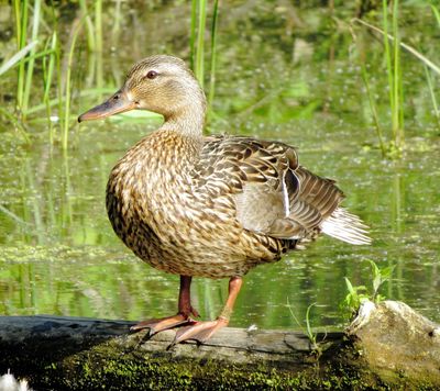 Mallard