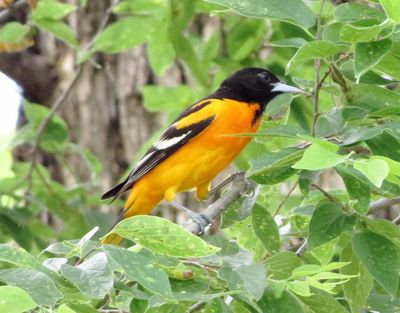 Baltimore Oriole