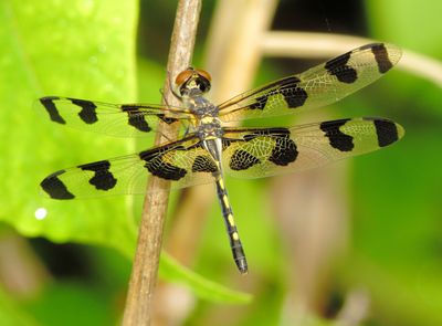 Banded Pennant