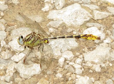 Sulphur-Tipped Clubtail